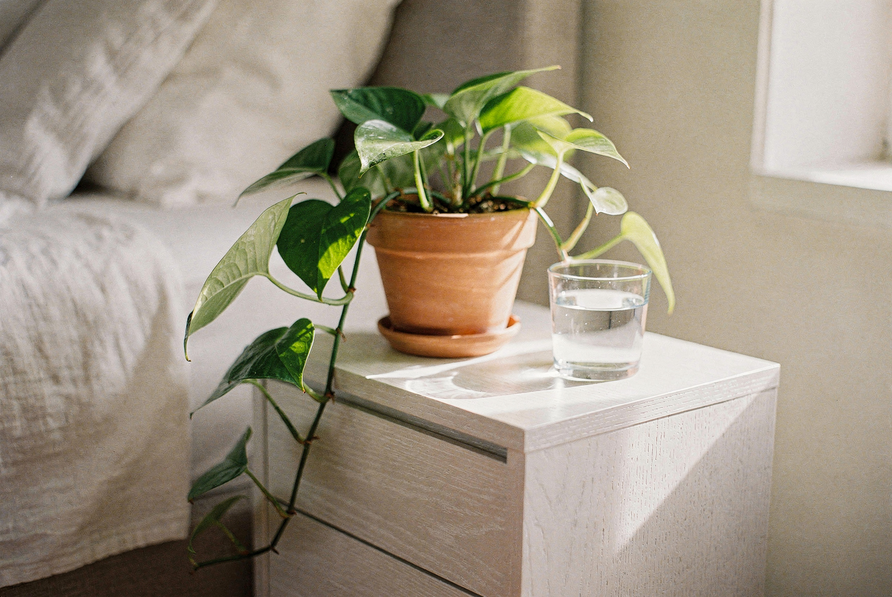 Small trailing pothos plant in a simple terracotta pot on a wooden nightstand, morning light from window, white bedding visible in background, natural and effortless, editorial interior photography